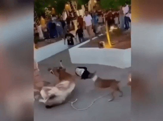 Vaca atinge jovem durante festa taurina no México e deixa feridos