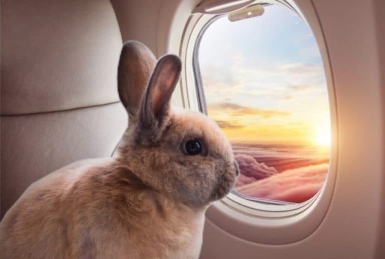 Justiça do AM manda companhia aérea aceitar coelho de estimação na cabine em voo nacional