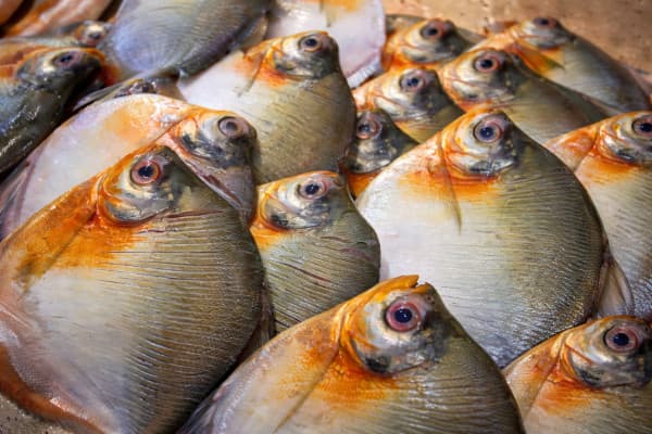 Três casos de urina preta são confirmados após consumo de pacu em Itacoatiara