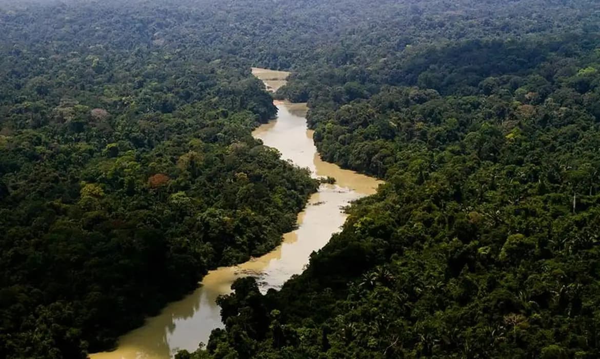 Mudanças climáticas alteram diversidade de árvores na Amazônia, aponta estudo
