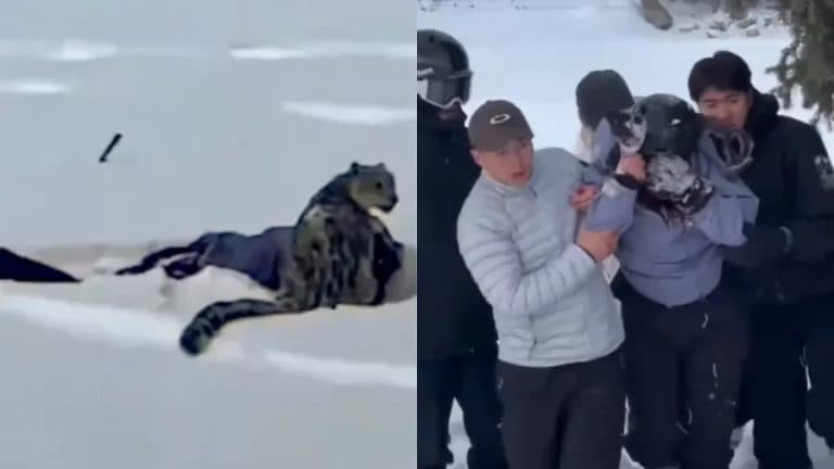 VÍDEO: Na China, mulher é atacada por leopardo da neve enquanto tentava tirar foto do animal