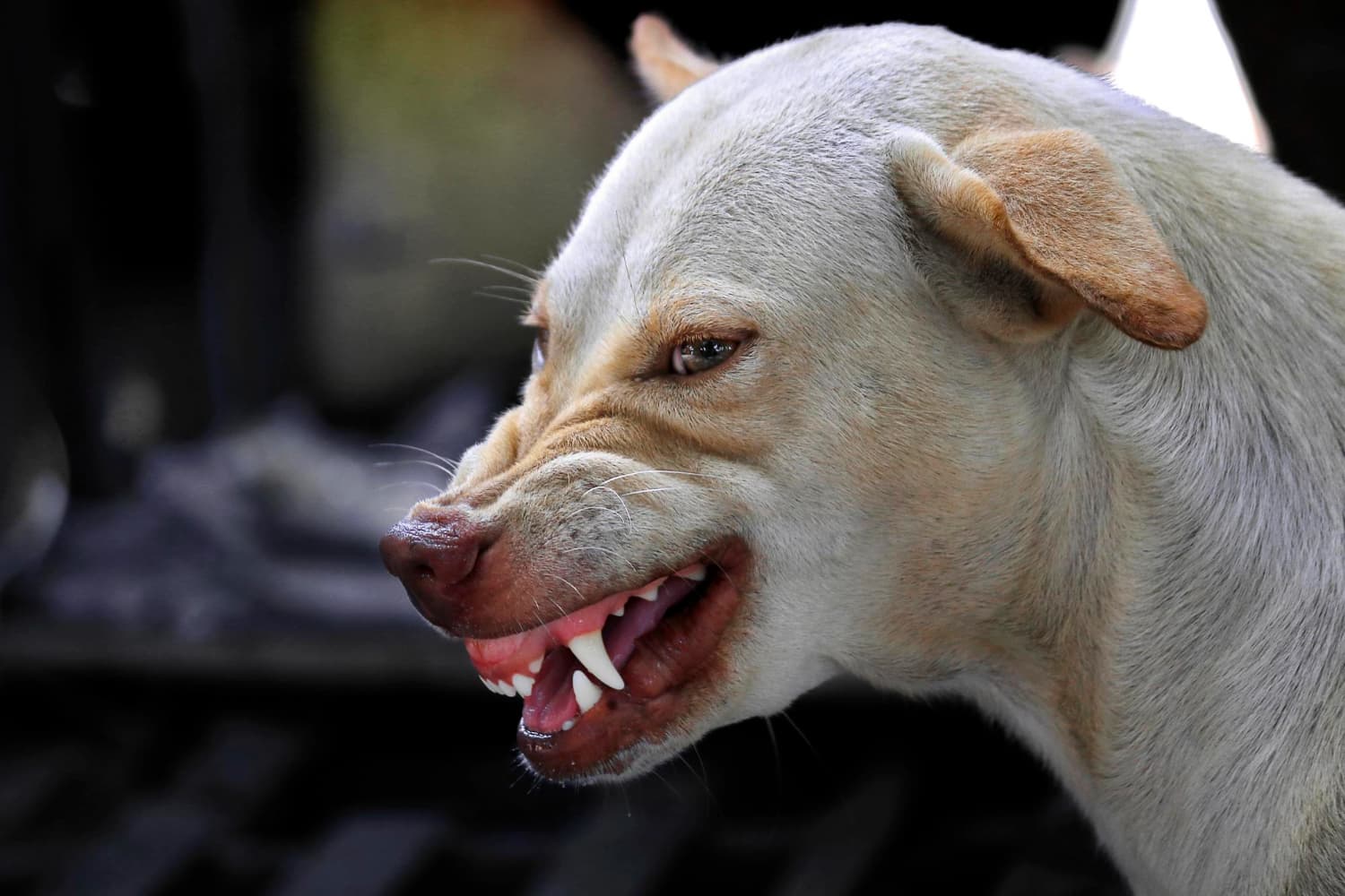 Brasil reconhece métodos alternativos ao uso de animais no diagnóstico da raiva