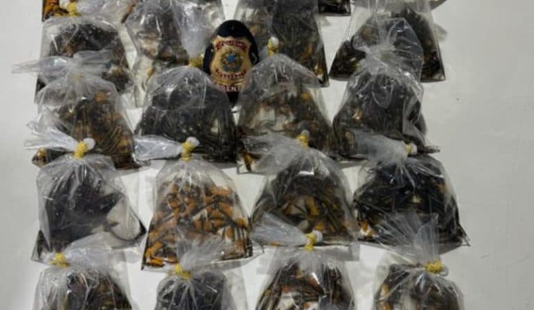 VÍDEO: PF prende contrabandista de peixes ornamentais em Tabatinga (AM)