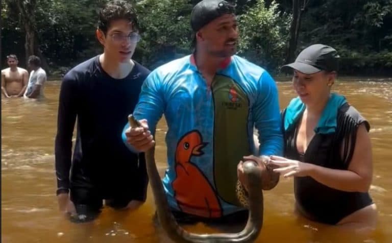 Sucuri-verde é flagrada na Cachoeira da Neblina, em Presidente Figueiredo