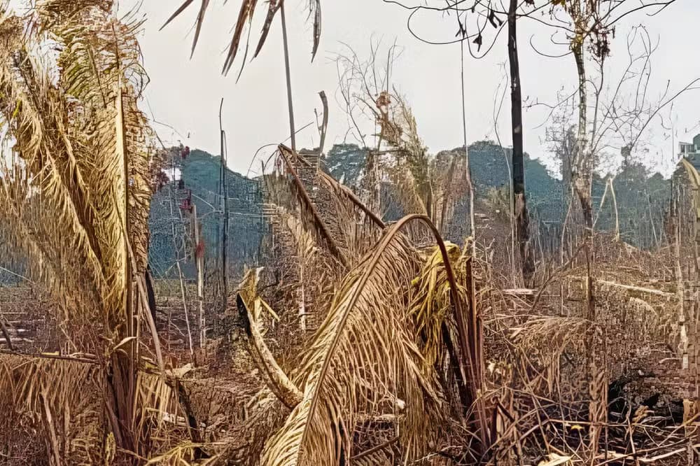 Justiça do AM condena homem a pagar R$ 7 milhões por desmatar área equivalente a mais de 600 campos de futebol