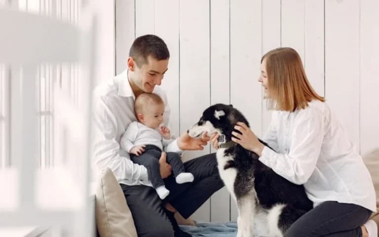 Vereador reapresenta proposta que inclui animais como parte da família em Manaus