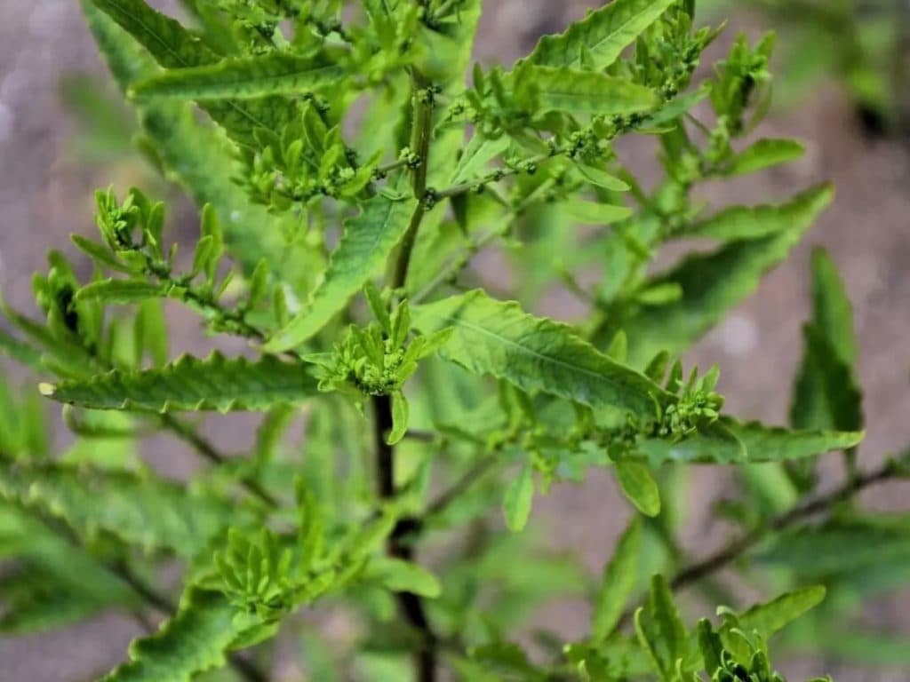 Mastruz combate a gripe? Conheça as propriedades dessa planta medicinal e como ela pode ser usada