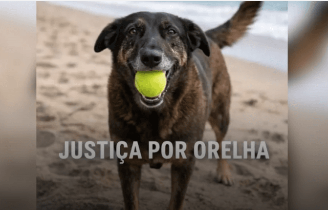 Veterinário que atendeu cão Orelha descarta acidente e reafirma que cachorro foi agredido