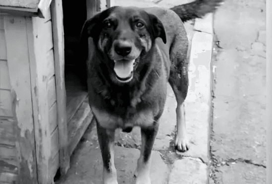 Caso Orelha: pai afirma que adolescente será responsabilizado caso seja provado que matou cão