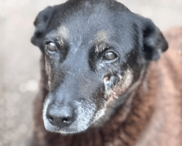 Polícia pede internação de adolescente apontado como agressor do cão Orelha