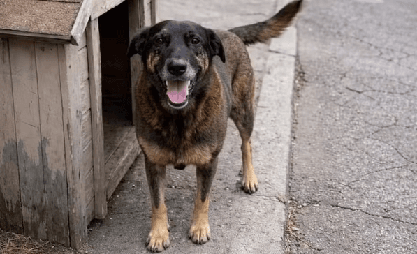 Moradora confessa que espalhou notícia falsa sobre vídeo de agressão a cão Orelha