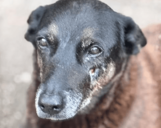 Corpo de cão Orelha será exumado para perícia