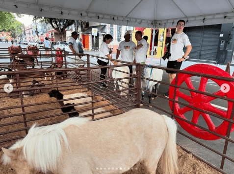Vereador quer proibir uso de pôneis em festas e passeios em Manaus