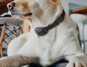 Senado avança para banir coleiras de choque e enforcadoras em animais