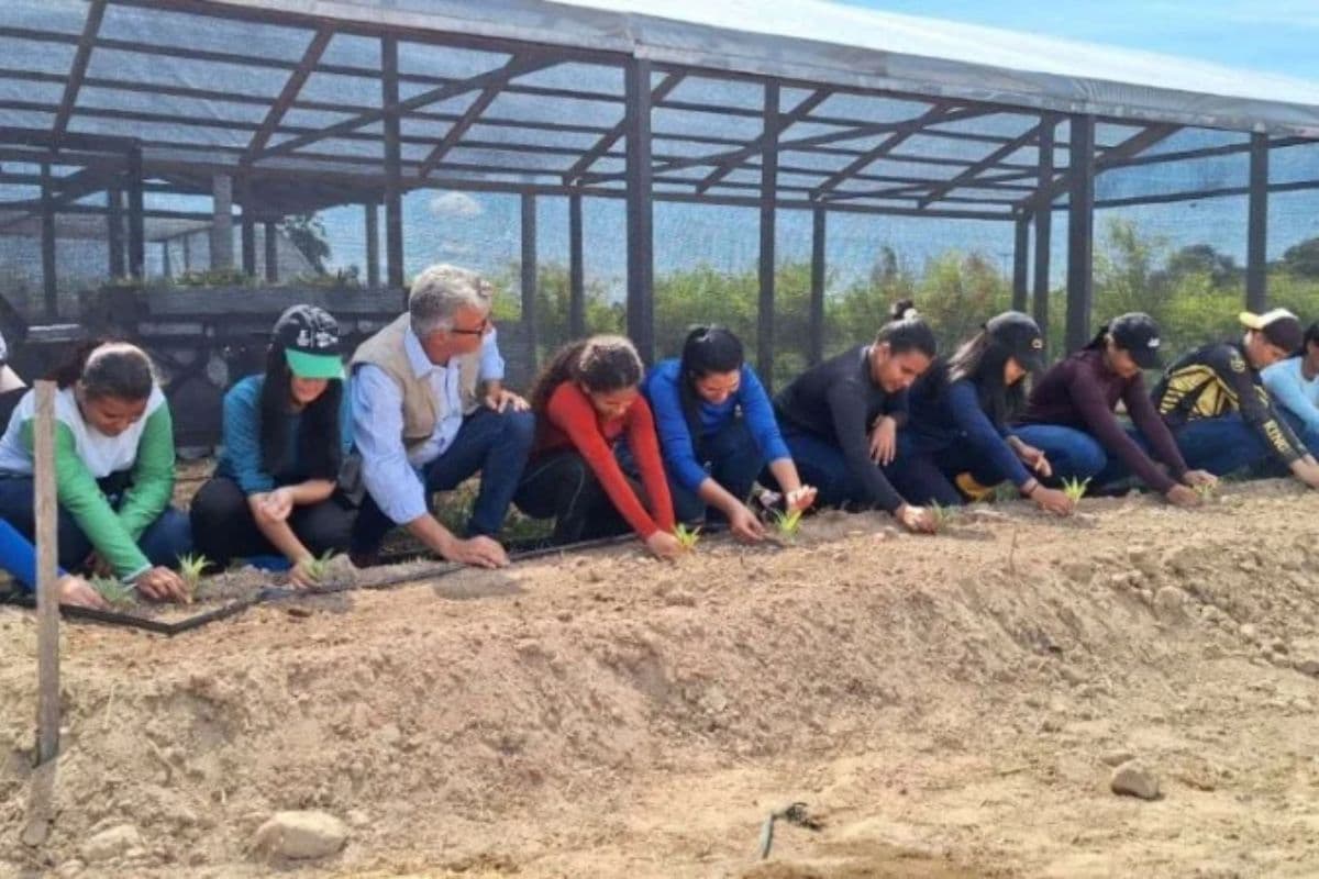 Governo implanta unidades de soberania alimentar na Terra Yanomami