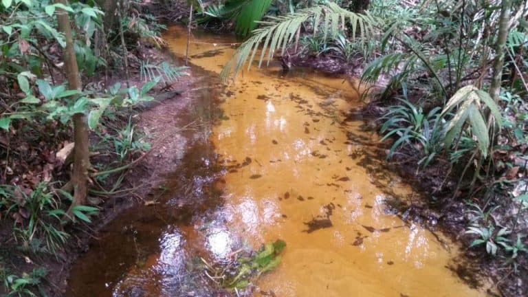 Vereador sugere “Adote uma Nascente” para população limpar e proteger nascentes em Manaus