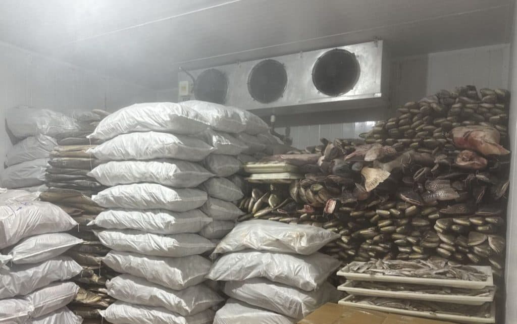 Após casos de urina preta, fiscalização aponta irregularidades em frigorífico de pescados em Manacapuru