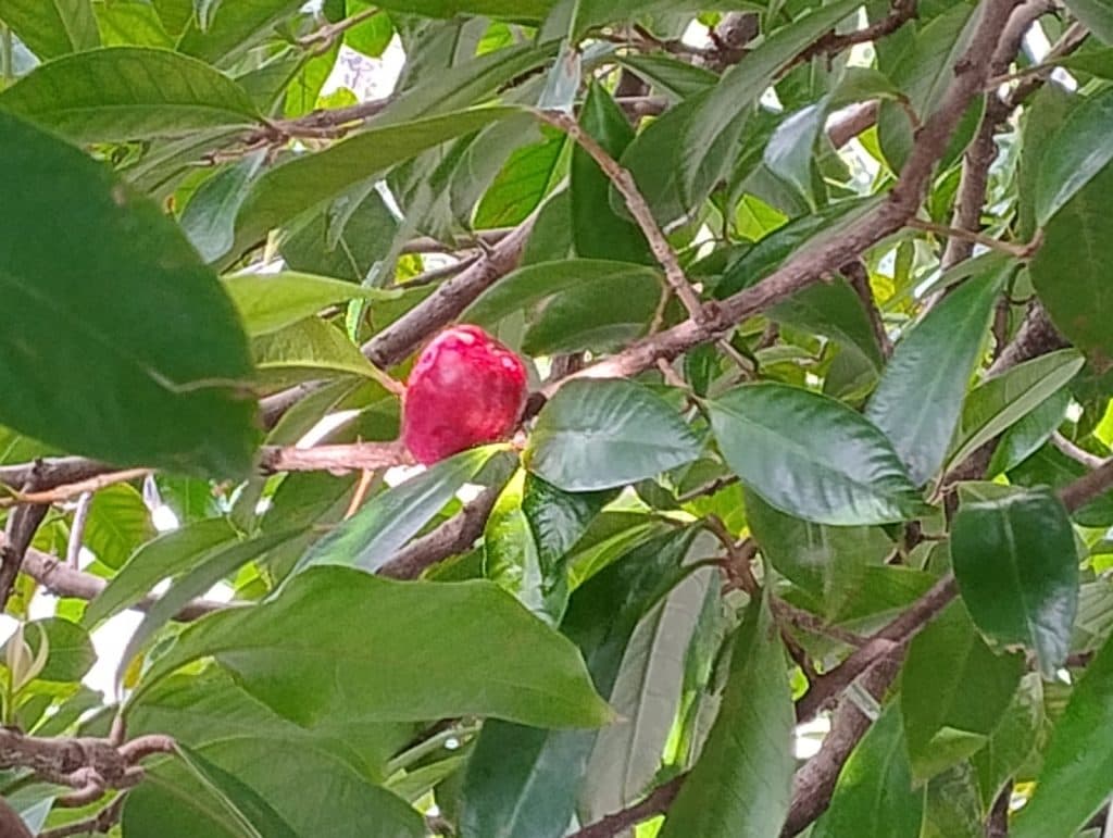 Jambo pede espaço: por que a fruta ainda é pouco aproveitada na culinária local?
