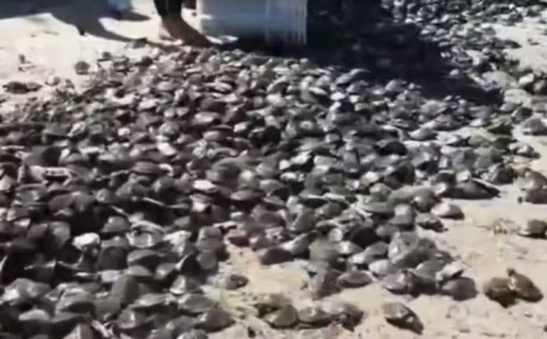 Mais de 9 mil quelônios são devolvidos à natureza no Rio Uatumã, em Presidente Figueiredo