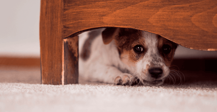 Projeto quer impedir que agressores usem animais para intimidar vítimas em Manaus