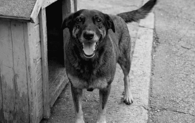 MP investiga atuação de ex-delegado no caso do cão Orelha em Florianópolis