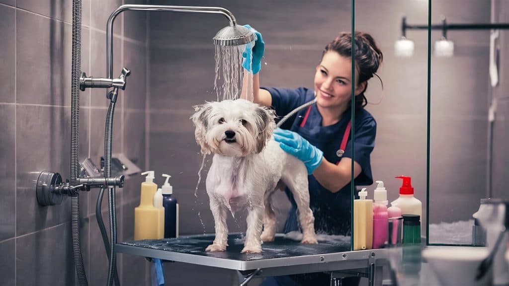 Vereador quer câmeras obrigatórias em pet shops de Manaus durante banho e tosa