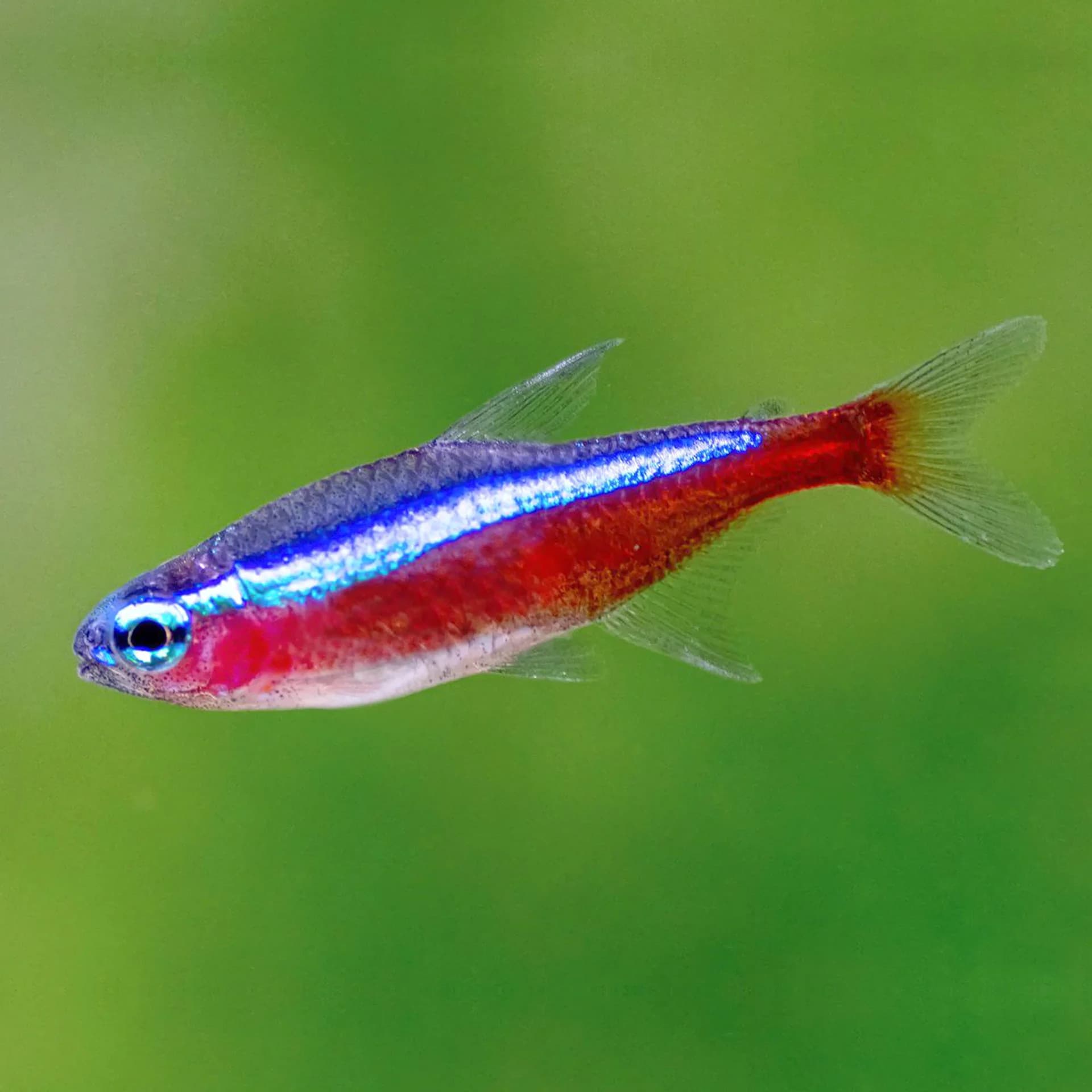 Peixes ornamentais: Conheça mais sobre a criação, e cuidados para se ter com os animais