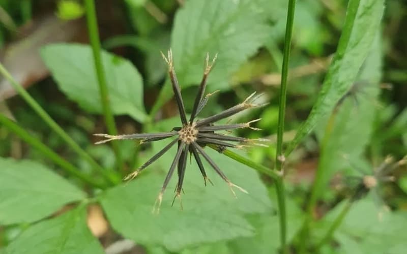 Já ouviu falar do “picão-preto”? Conheça os tipos de carrapicho