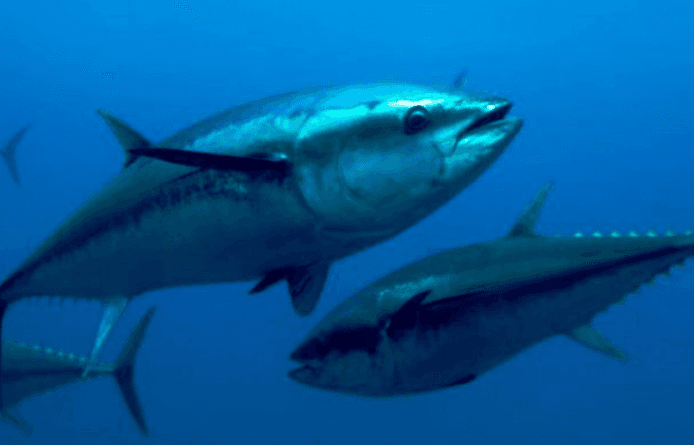 Produtos da pesca escapam parcialmente do tarifaço dos EUA; veja o que ficou de fora