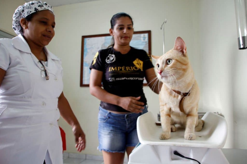 Castração gratuita de cães e gato abre novas vagas em Manaus; saiba como agendar