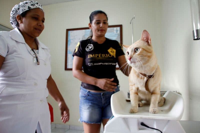 Castração gratuita de cães e gato abre novas vagas em Manaus; saiba como agendar