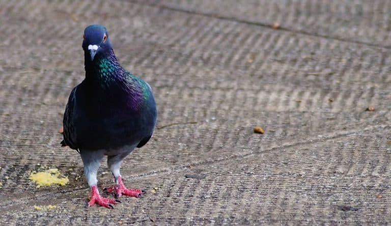 Limpar fezes de pombo e morcegos pode te deixar doente; entenda