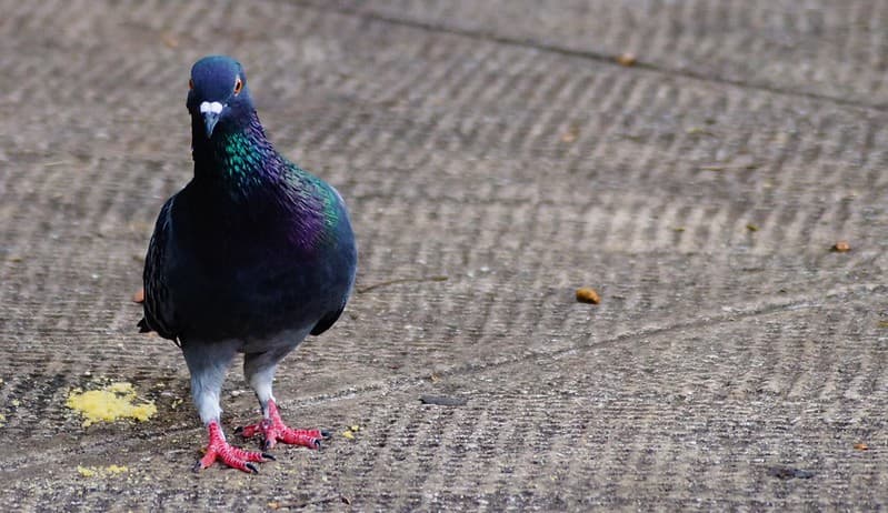 Limpar fezes de pombo e morcegos pode te deixar doente; entenda