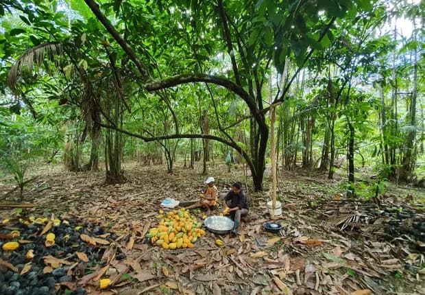 Entenda por que produtos da Amazônia precisam sair da região para ganhar valor
