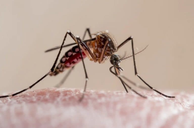 Parasita da malária fica mais resistente a remédios, aponta estudo