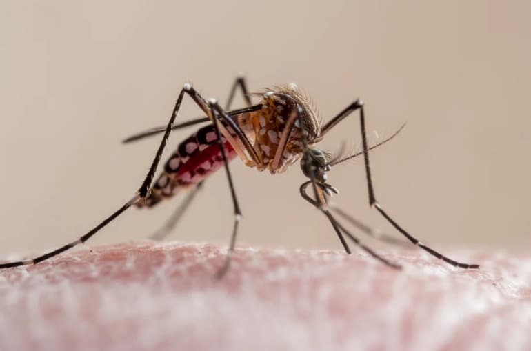 Parasita da malária fica mais resistente a remédios, aponta estudo