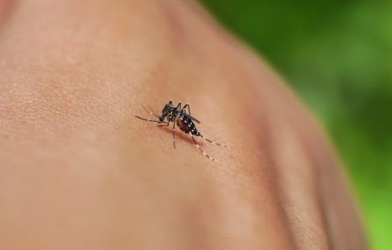 Dengue, zika, chikungunya e Oropouche: veja os sintomas e quando procurar ajuda