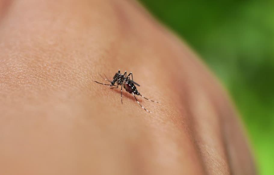Dengue, zika, chikungunya e Oropouche: veja os sintomas e quando procurar ajuda