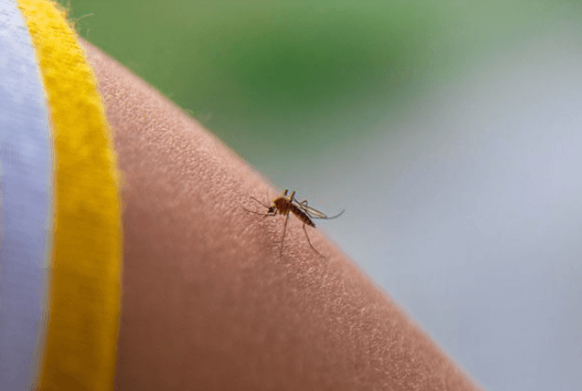 Brasil registra quatro casos de febre do Nilo Ocidental em 2026