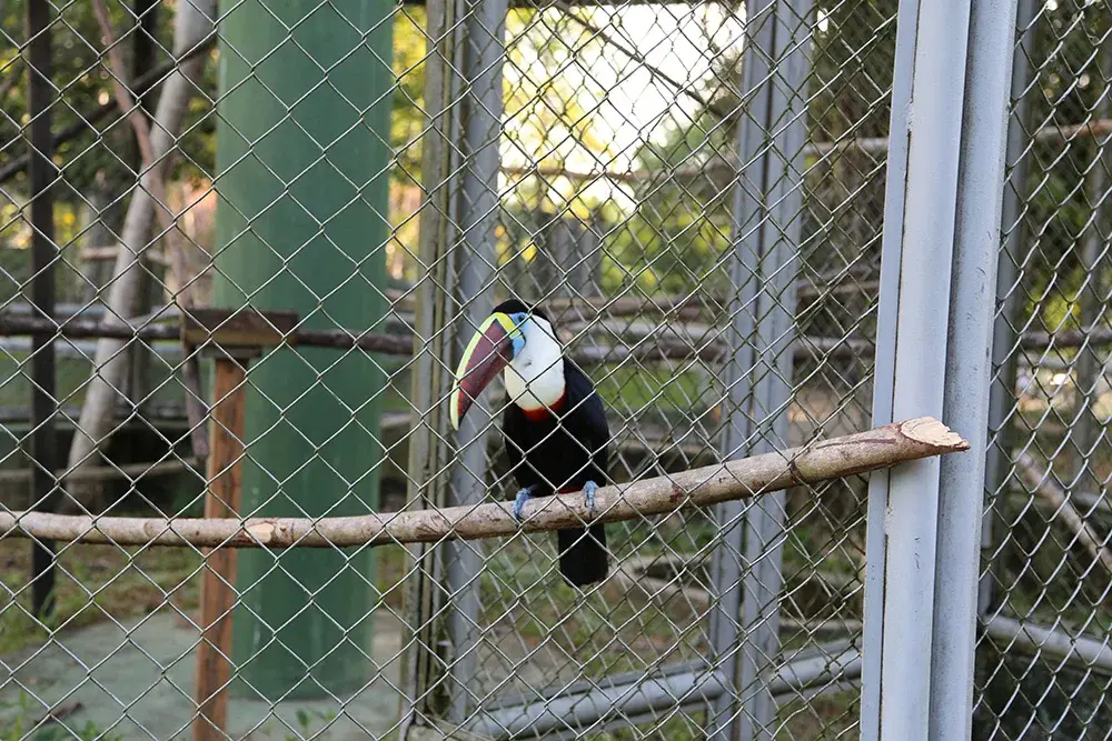 Projeto de lei quer acabar com zoológicos e aquários no Brasil em até dois anos