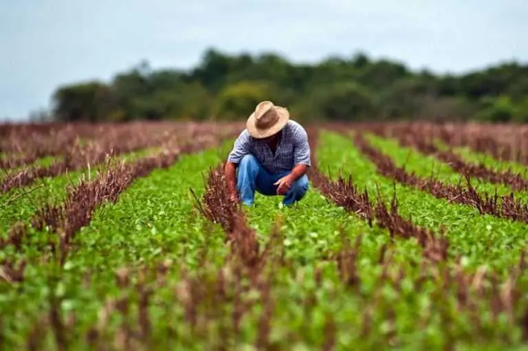 Em caso de prejuízo, produtor poderá receber seguro em até 30 dias