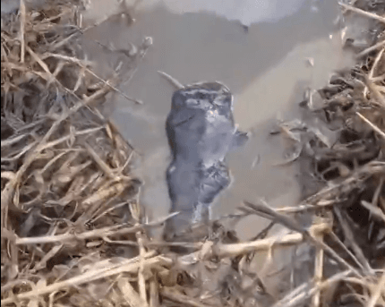 Filhote de peixe-boi é resgatado por pilotos de motocross em Parintins