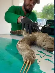 Bicho-preguiça é resgatado com queimaduras no Amazonas