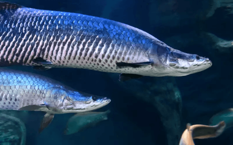 Amazônia tem mais de 2,7 mil espécies de peixes, aponta estudo