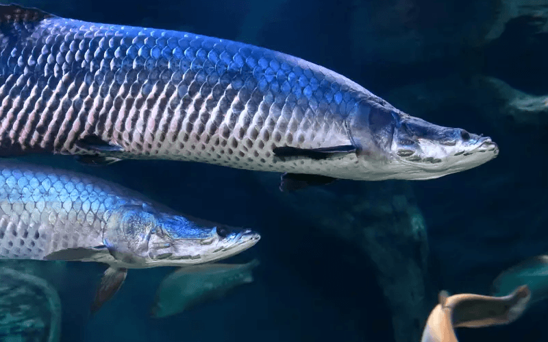 Amazônia tem mais de 2,7 mil espécies de peixes, aponta estudo
