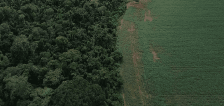 Holanda promete R$ 2,7 bilhões para fundo criado pelo Brasil para proteger florestas tropicais