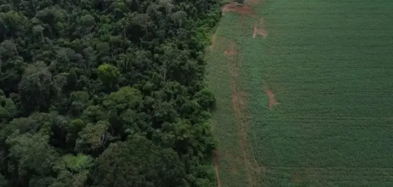 Holanda promete R$ 2,7 bilhões para fundo criado pelo Brasil para proteger florestas tropicais