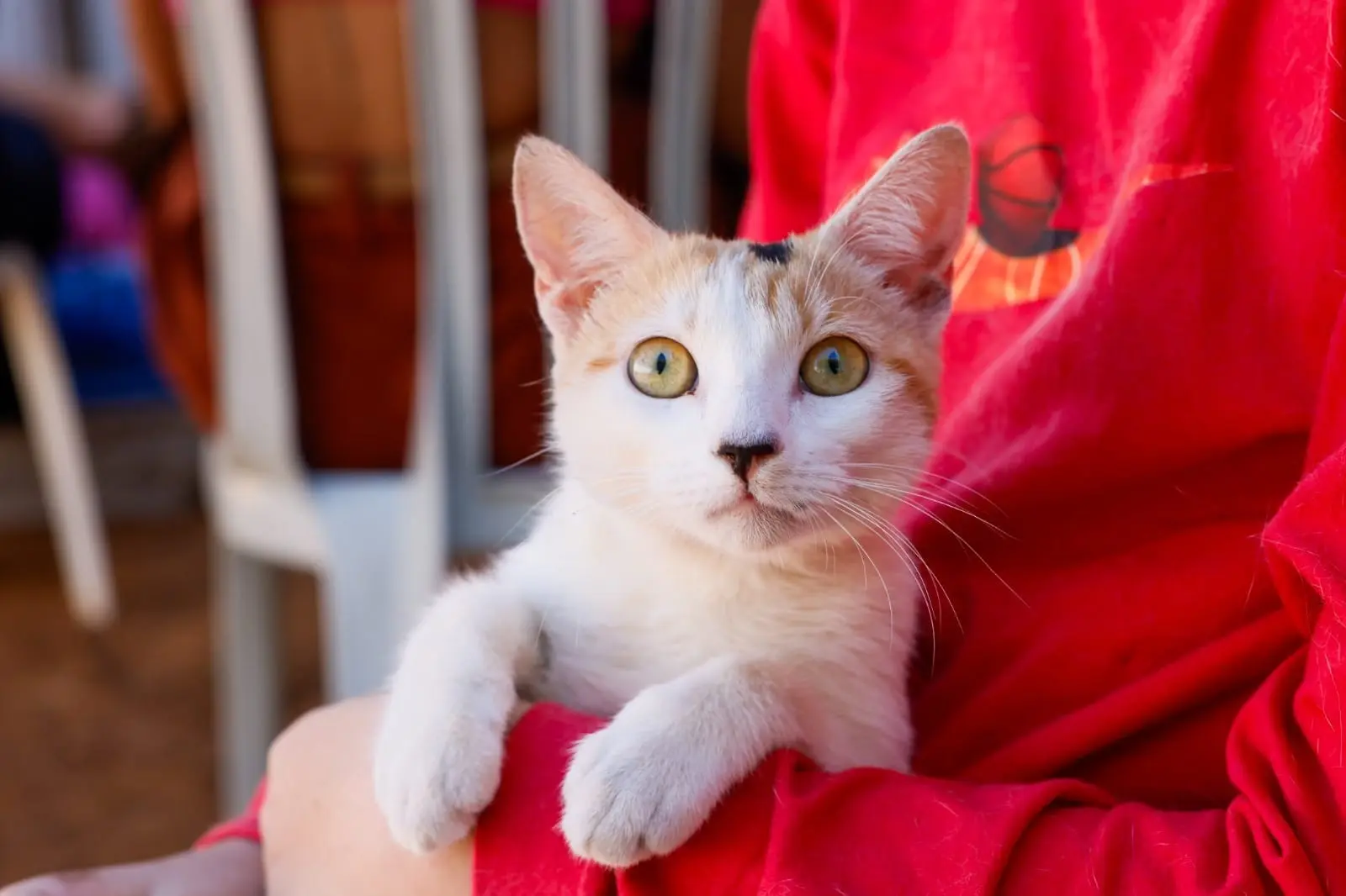 Castração gratuita para cães e gatos é prorrogada em Palmas até 2 de novembro