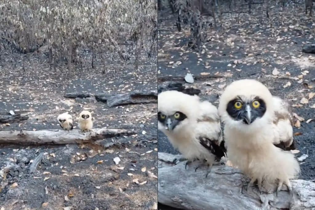 Filhotes de coruja são encontrados em área atingida por incêndio no Amazonas