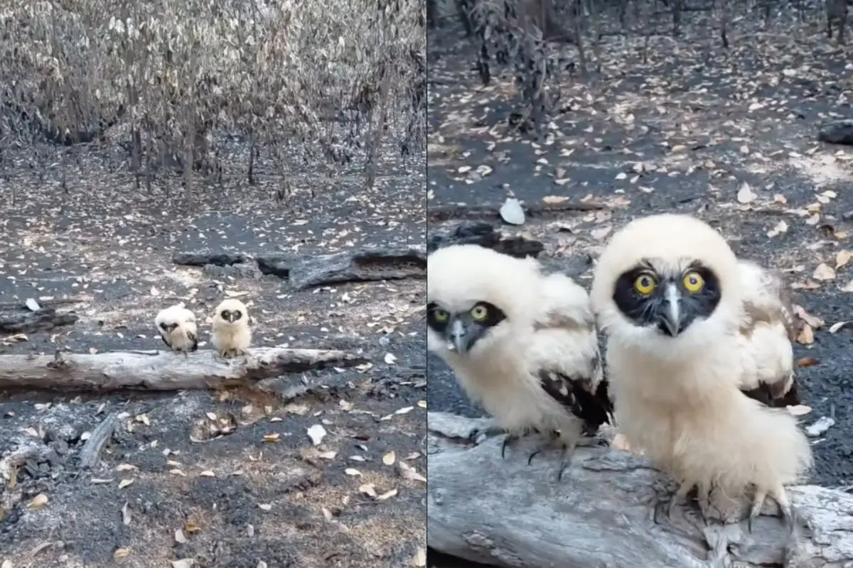Filhotes de coruja são encontrados em área atingida por incêndio no Amazonas